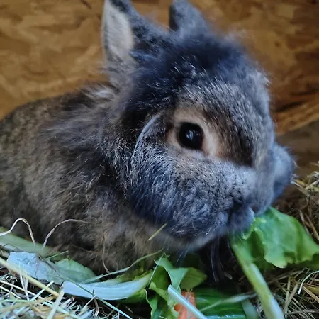 Schmoelzerhof Apartmán *