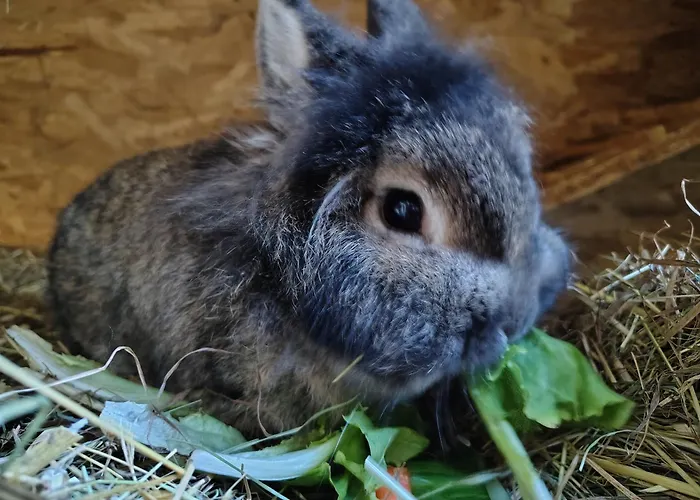 Schmoelzerhof Apartmán *